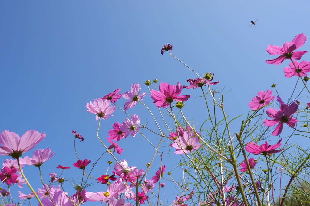 Cosmos