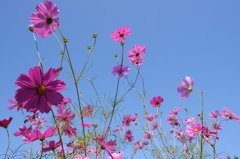 Cosmos
