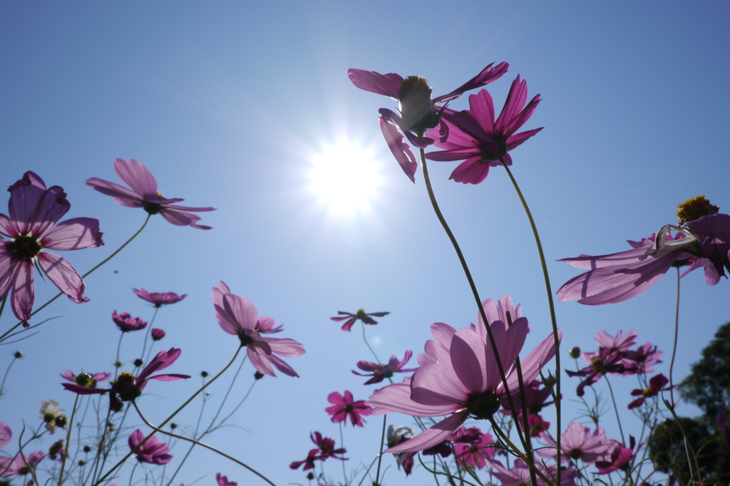 Cosmos