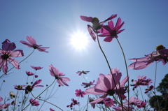 Cosmos