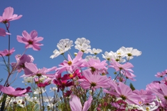 Cosmos