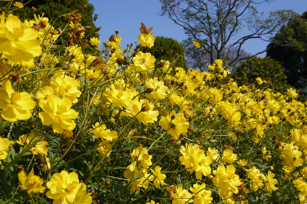 Cosmos