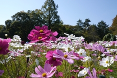 Cosmos