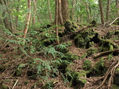 樹海　火山岩の上の生命力