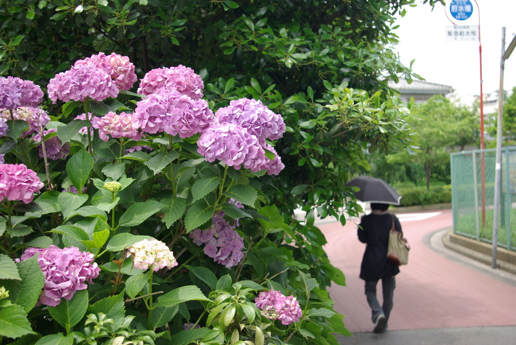 紫陽花と奥さん