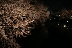 夜桜