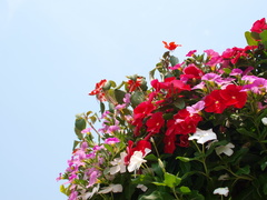 P7060019