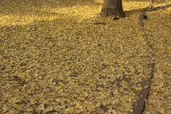 落葉の絨毯 