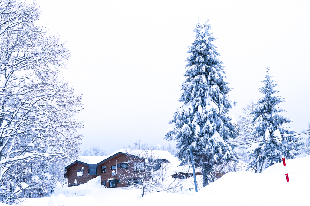 snow tree