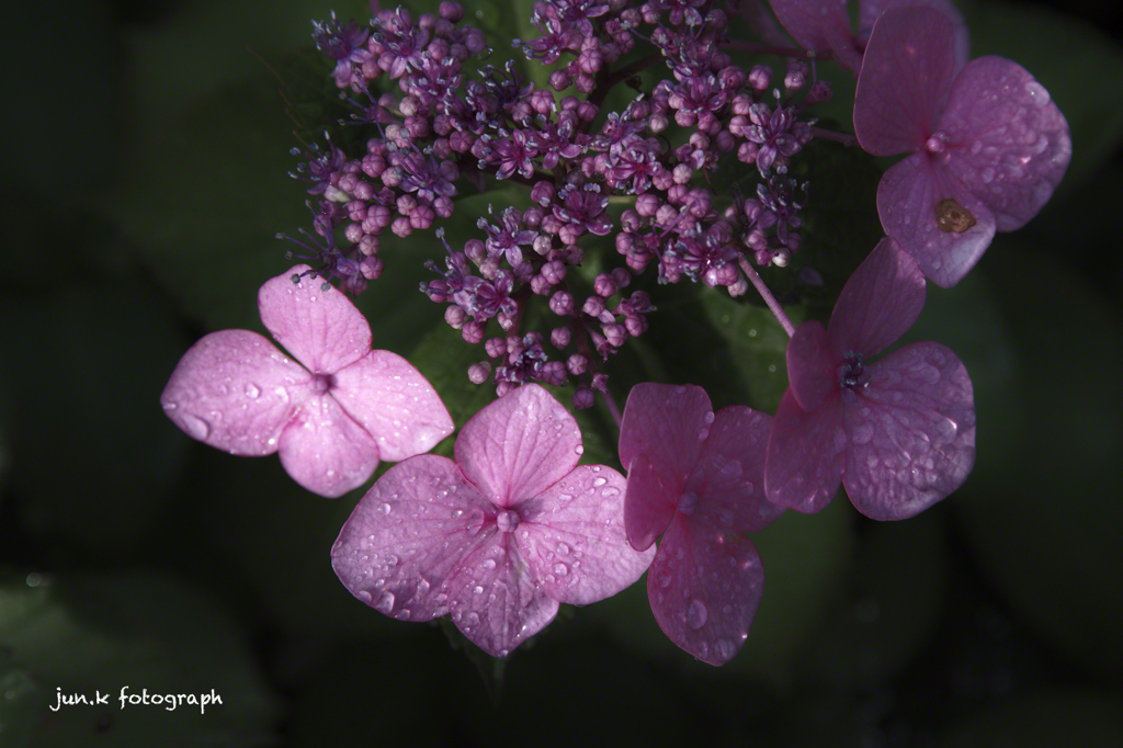hydrangea　
