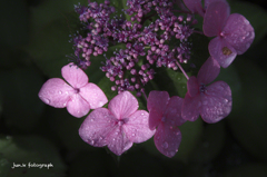 hydrangea　