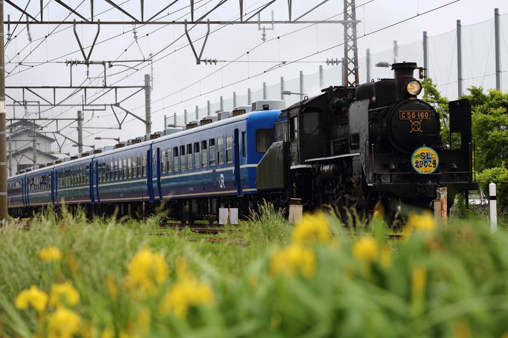 C56 SLポニー