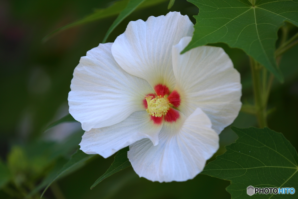 酔芙蓉