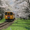 桜トンネル