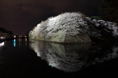 夜桜