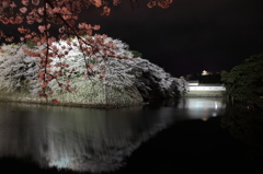 彦根城　夜桜