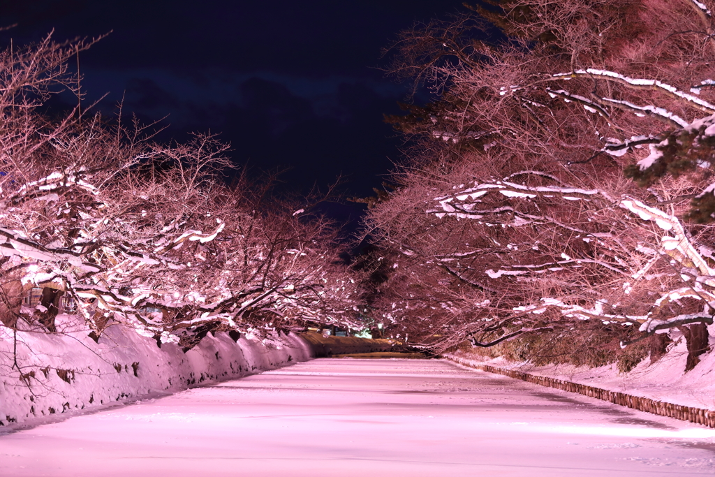 冬に咲く桜