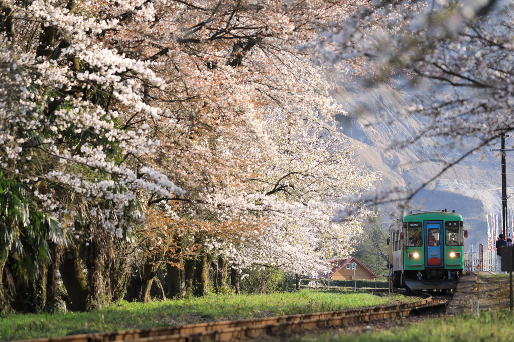 桜咲く