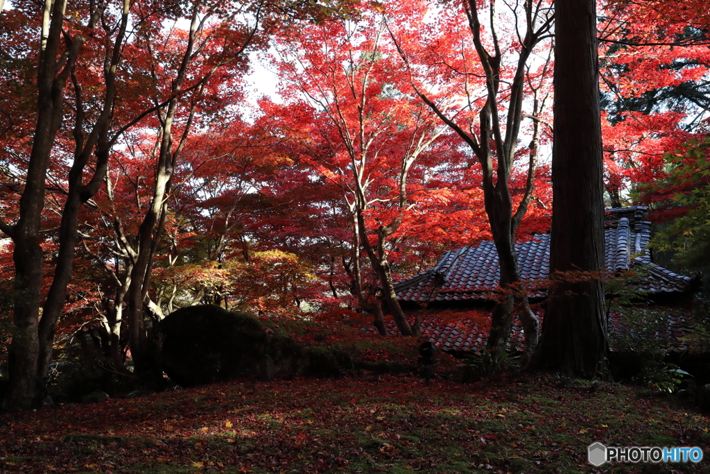 赤の広場
