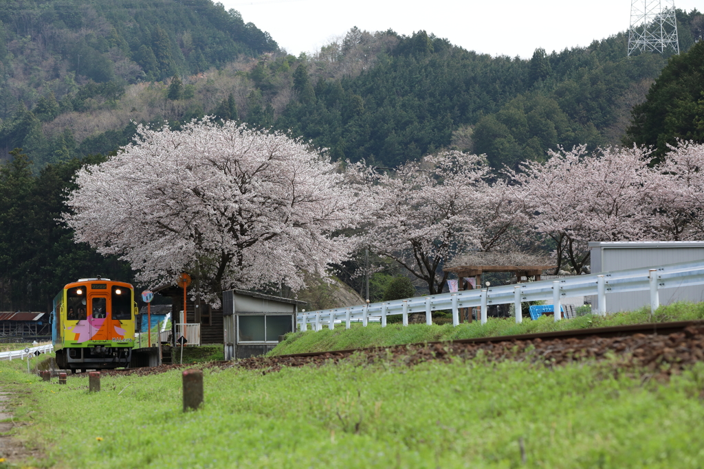 桜の駅へ