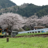 桜の駅へ