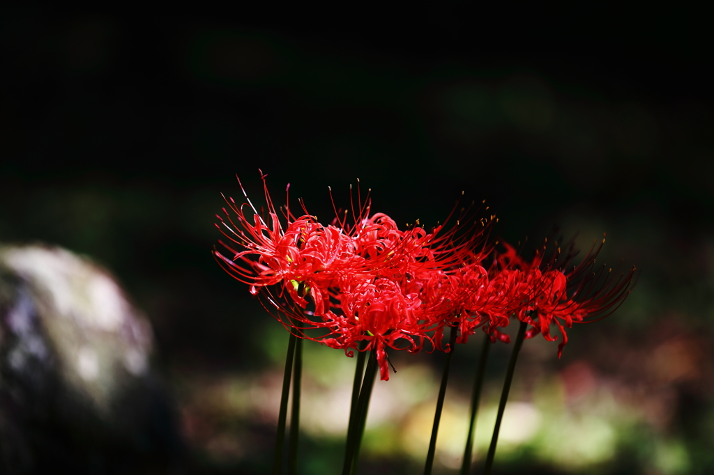 彼岸花