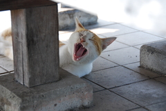 長命寺の野良猫