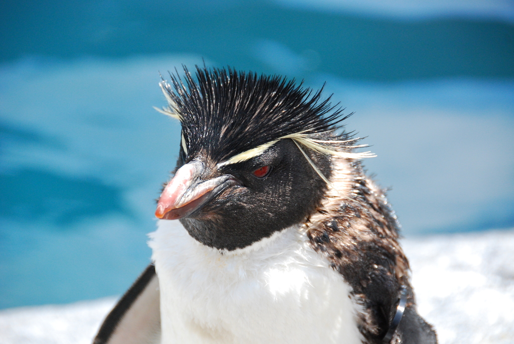 イワトビペンギン