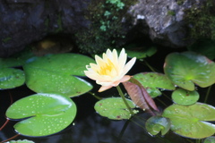 黄色い蓮