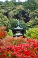 秋の京都・永観堂・禅林寺-67-D8-267