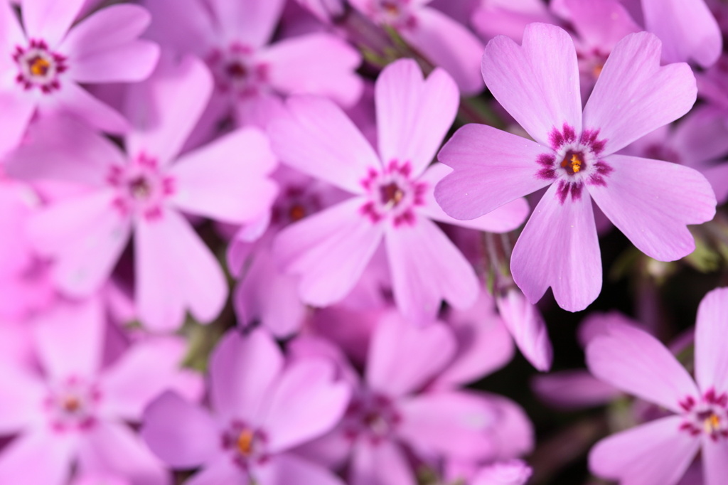 芝桜