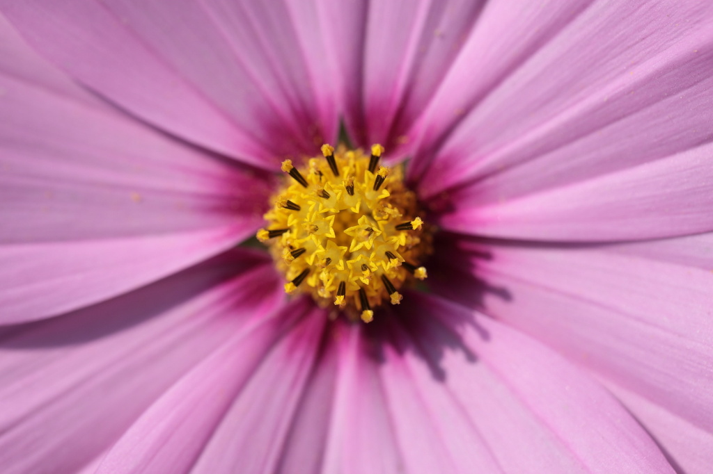 花びらの厚み