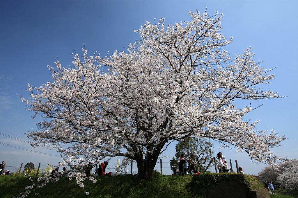 一本桜 in 権現堂（１）