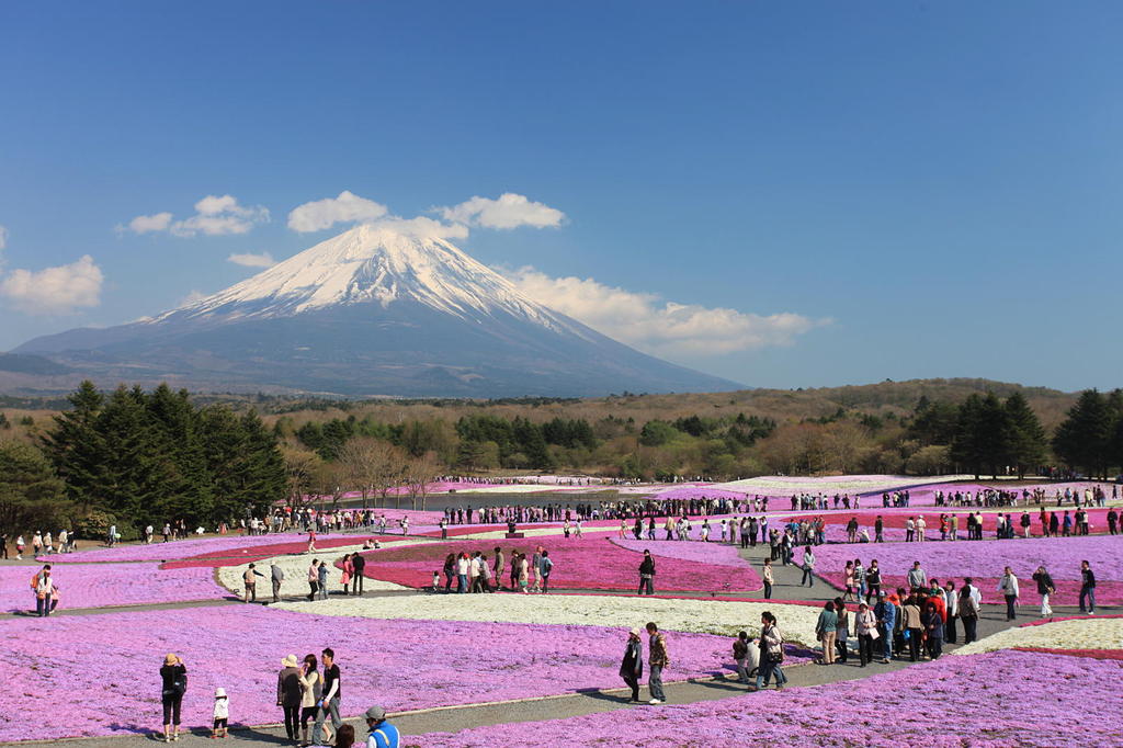 本栖湖　芝桜