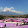 本栖湖　芝桜