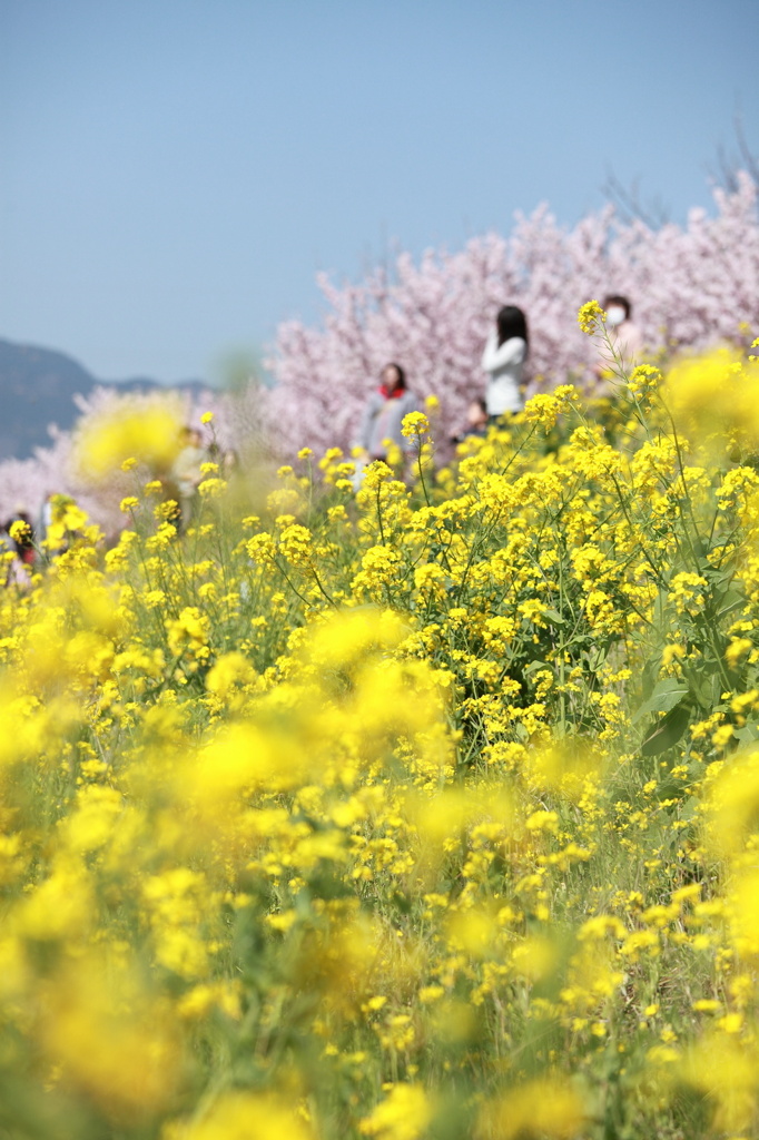 早咲きの桜