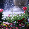 噴水前のチューリップと春の花
