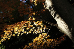 紅葉を透ける光で