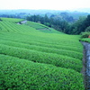 早朝の茶畑