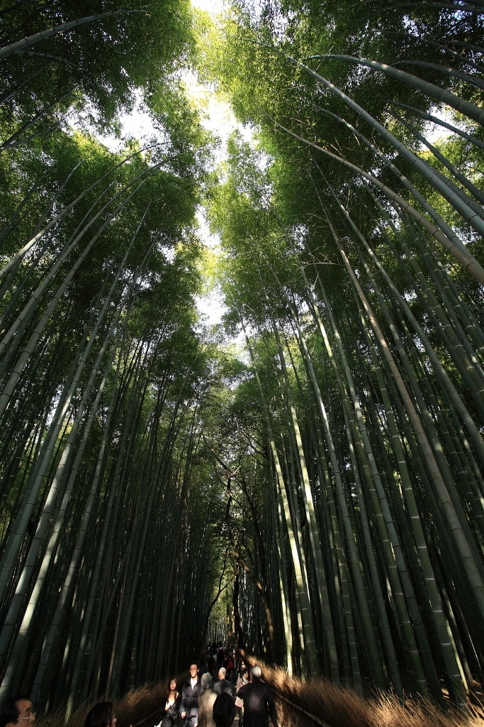 青竹延びる