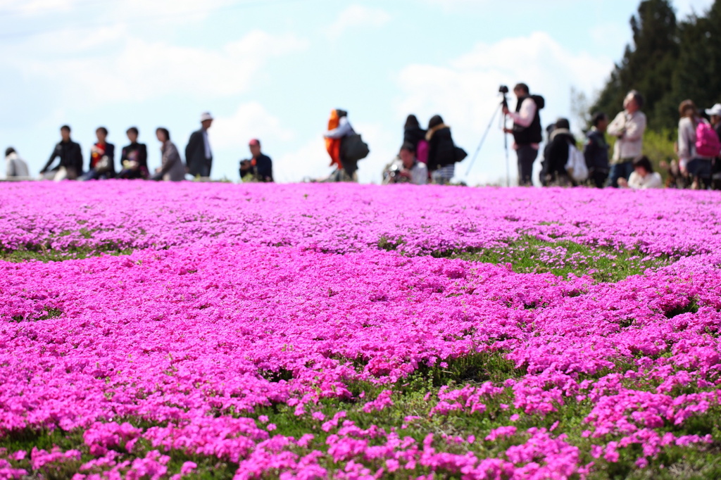 芝桜の丘