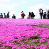 芝桜の丘