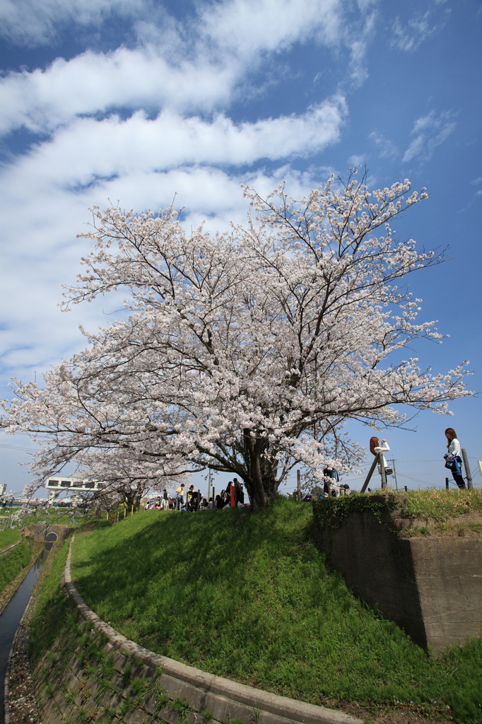 一本桜 in 権現堂（２）