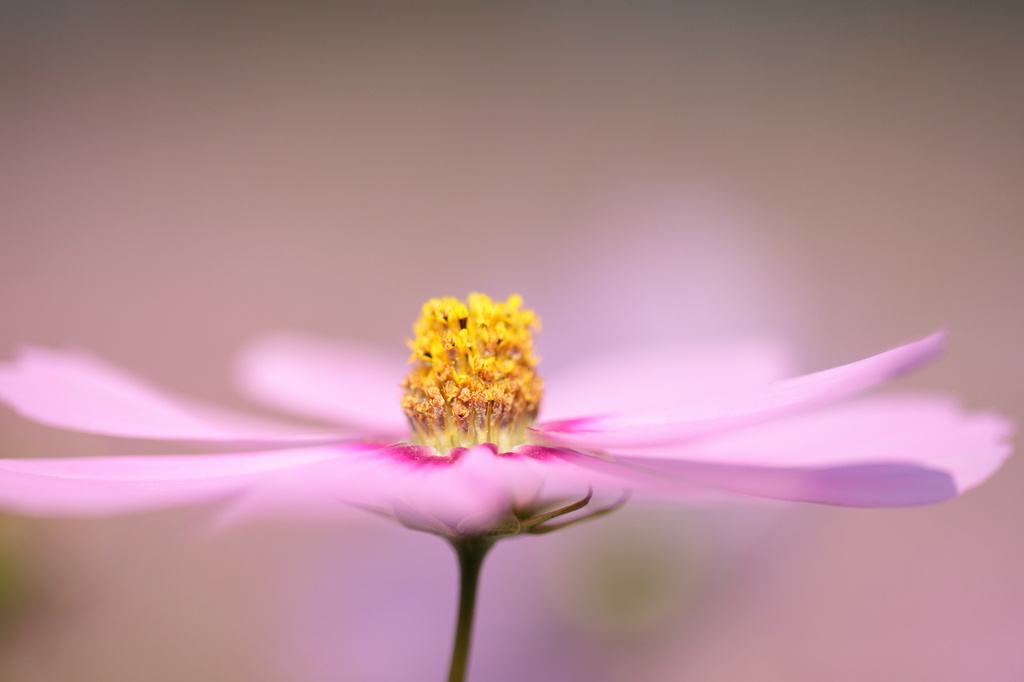 黄色の芯