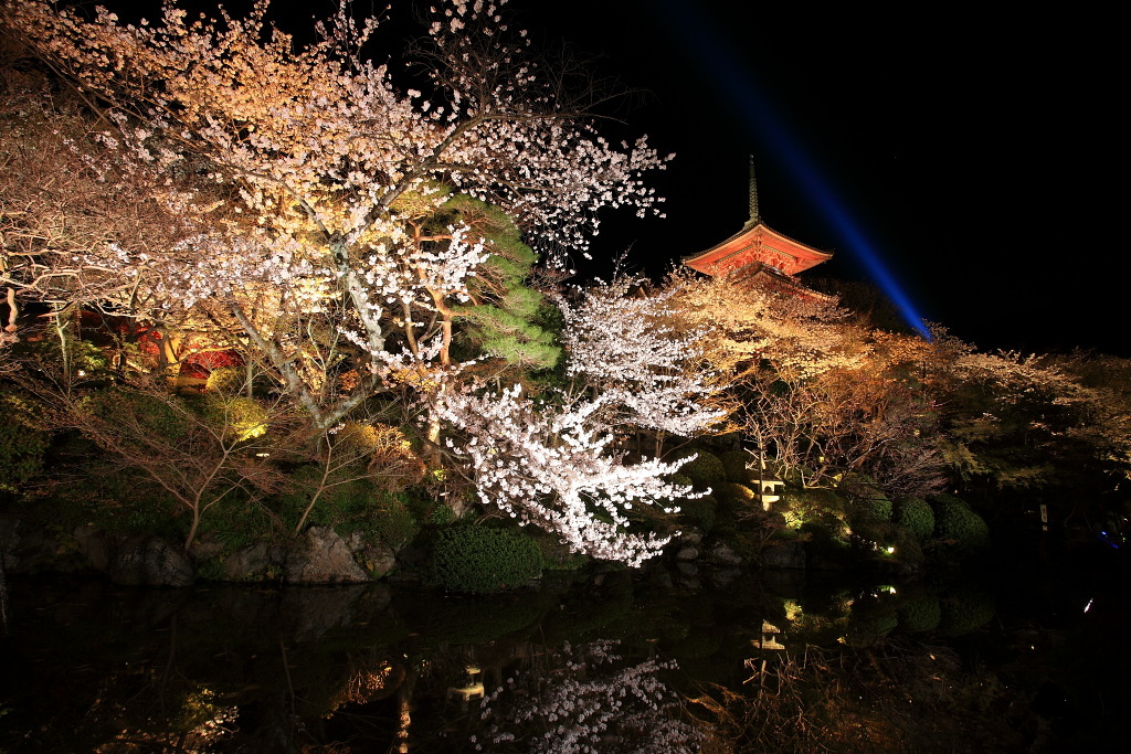 清水寺のサクラ