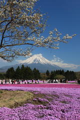 芝桜