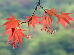 春紅葉