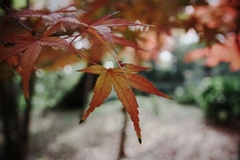 紅葉1