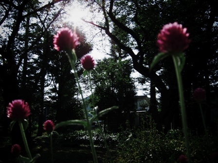 花＠別所沼公園