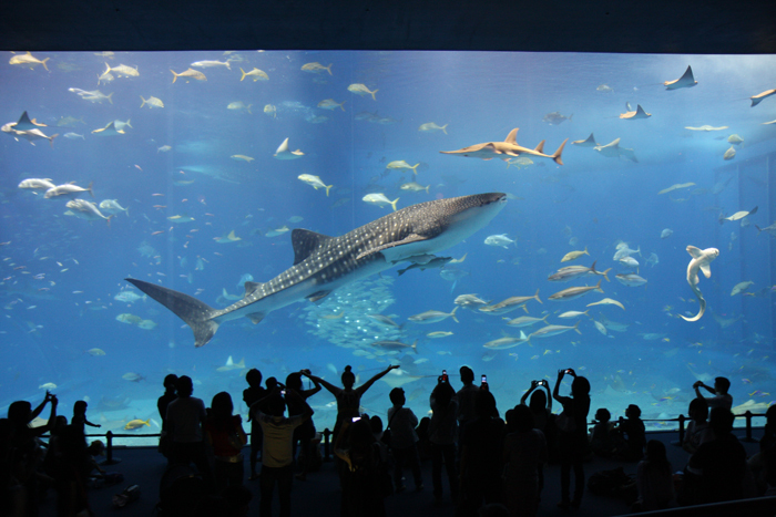 美ら海水族館のアイツ